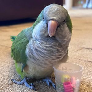 Quaker Parrot