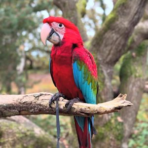 Macaw Parrots