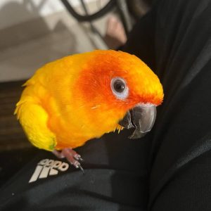 Sun Conures