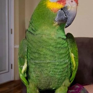 Amazon parrot
