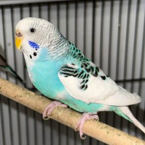 Budgerigar | Budgie | Parakeet