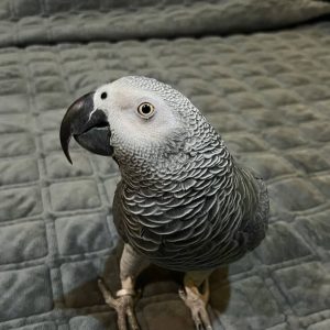 African Grey