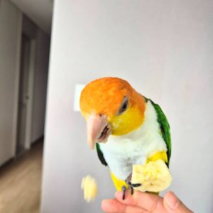 Caiques parrot